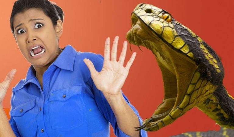 8 things you will get if you are scared of snakes