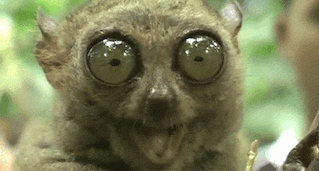 ezgif.com-crop-2.gif
