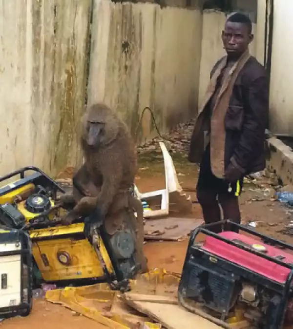 27-Year-Old Man Arrested For Using Monkeys, Snakes For Robbery In Lagos