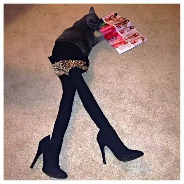 #2 of 30 Photos of cats Rocking Fashion "Long-Legs"