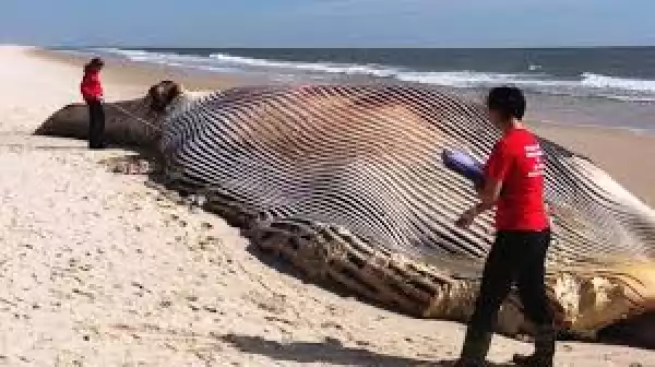 58-Foot Dead Whale Washes Ashore.