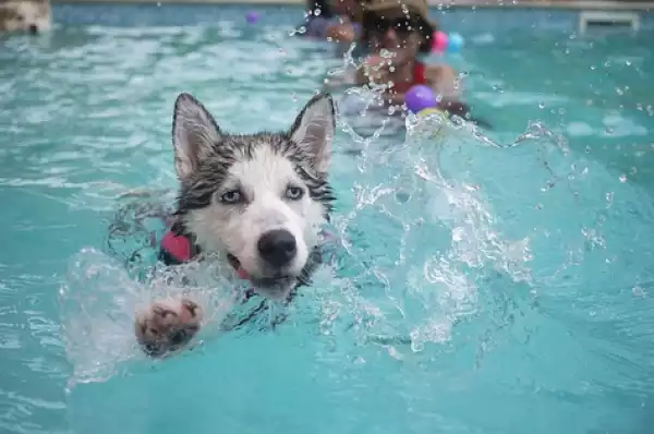 Dog Drives Pickup Truck And Its Owners Into Swimming Pool