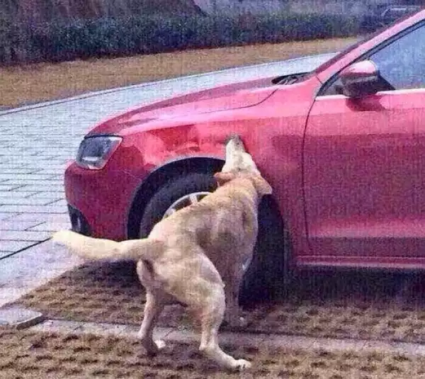 Dog kicked by driver, and dog returns with other dogs for revenge (photos)