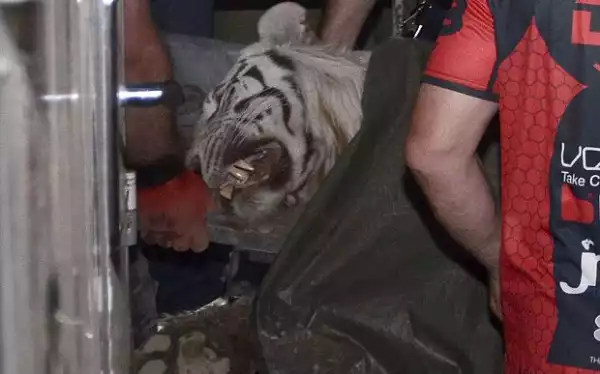 Escaped Tiger From Flooded Georgia Zoo Kills Man