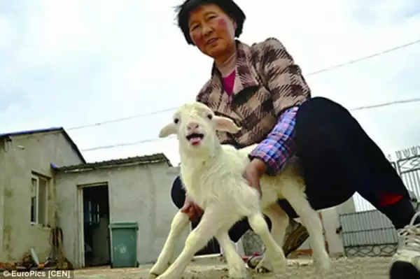 Goat Born With 6 Legs Spotted In China