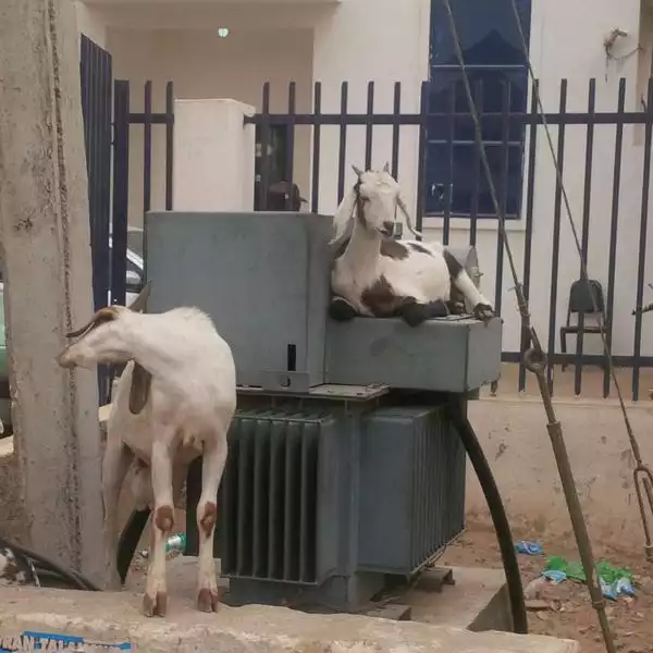 Goats Chilling On Top Of Transformer