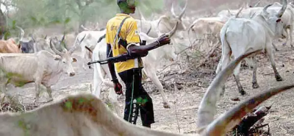 How Fulani Herdsmen Kill And Rape Ogun Residents And Farmers