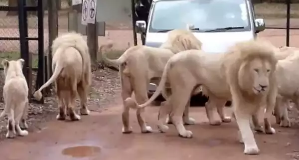 Lion Kills Tourist Through Open Car Window