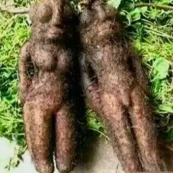 Mysterious Tuber Of Yams Found In Minna Niger State Capital