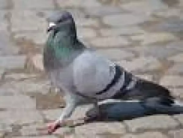Nawa oo!! Pigeon Caughts Smuggling Cocaine & Cannabis Into Prison