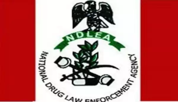 Nigeria’s NDLEA Launches Online Counseling For Drug Users And Addicts