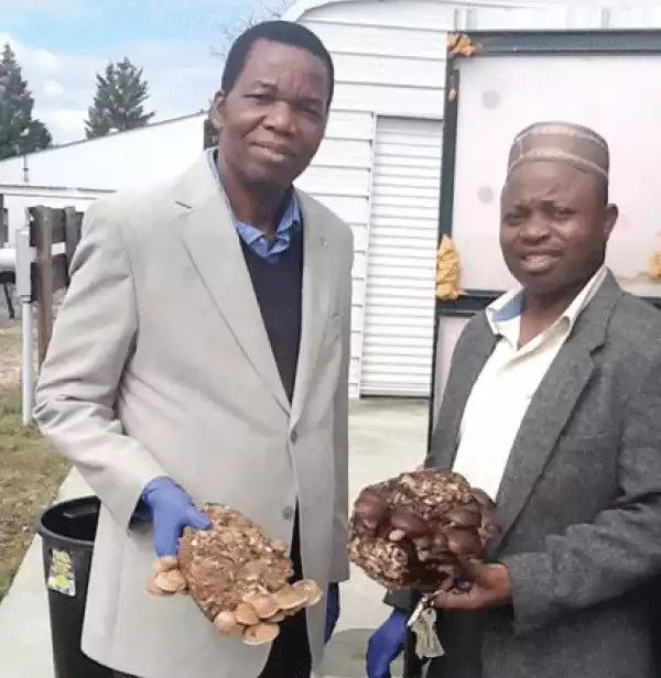 Nigeria Must Tap Into The Multi-Million-Dollar Mushroom Market — Prof Ikhuoya