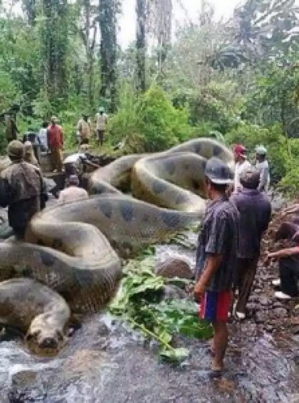OMG!!! Controversy Trails Death Of World’s Biggest Snake