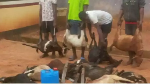 Photo: Police Uncovers Goat Thieves In Delta, Recovers Arms