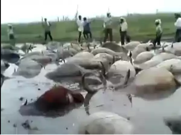 Photos: See What Boko Haram Did To Cattle After Poisoning Water Sources In Borno