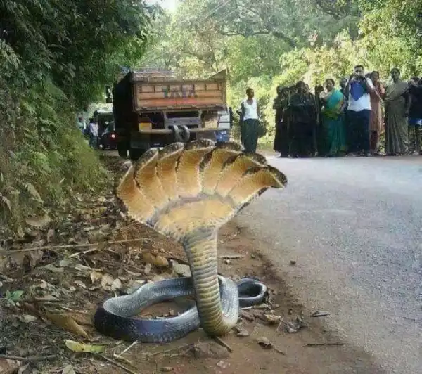 Snake with 7 Heads Spotted on the Road this Morning