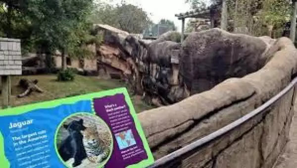 Toddler Falls Into Jaguar Exhibit at zoo