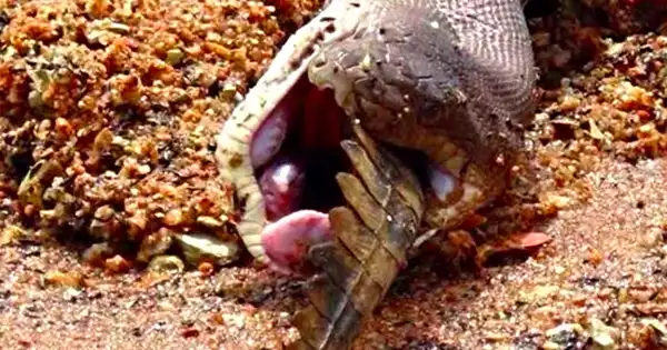 Video + Photos: Python Swallows a Big Crocodile