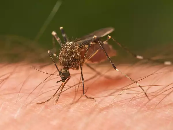 Why Mosquitoes Can’t Transmit HIV