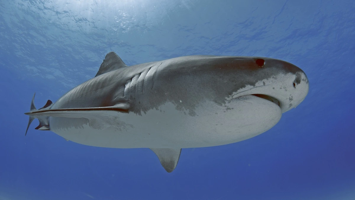 Tiger Shark Attacked Netflix Crew of David Attenborough Documentary