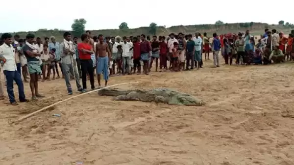 Villagers Capture Crocodile After It Reportedly Swallowed Seven-Year-Old Boy In India (Video)
