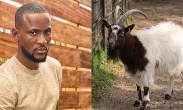 #BBNaija All Stars: “I wanted to come with a live goat to Biggie’s house” – Omashola