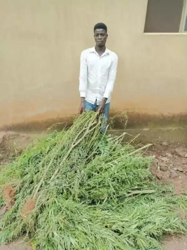 Police Uncover Marijuana Plantation In Abuja, Arrest Owner