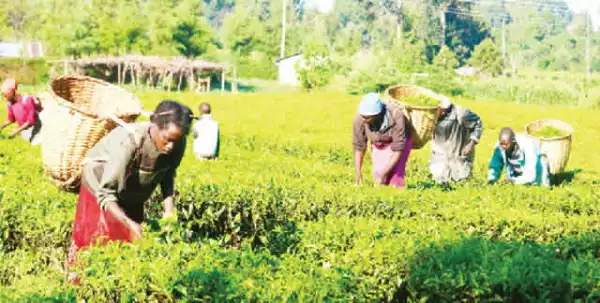Osun community embraces FG’s agric policy