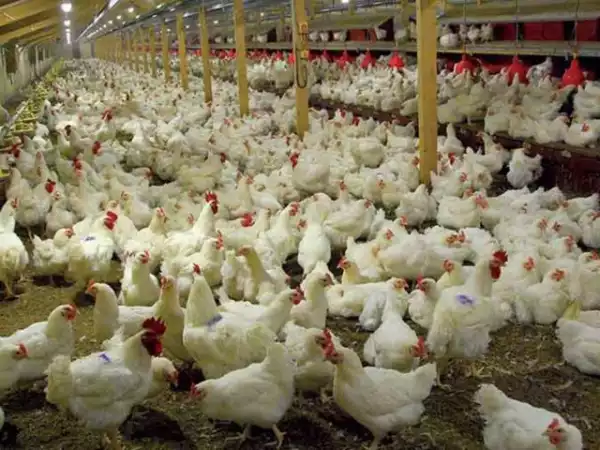 Poultry farmers laud Lagos on palliatives, lament bad roads, police extortion