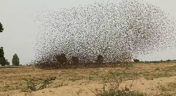 Birds Destroy 75, 000 Hectares Of Farms In Kebbi