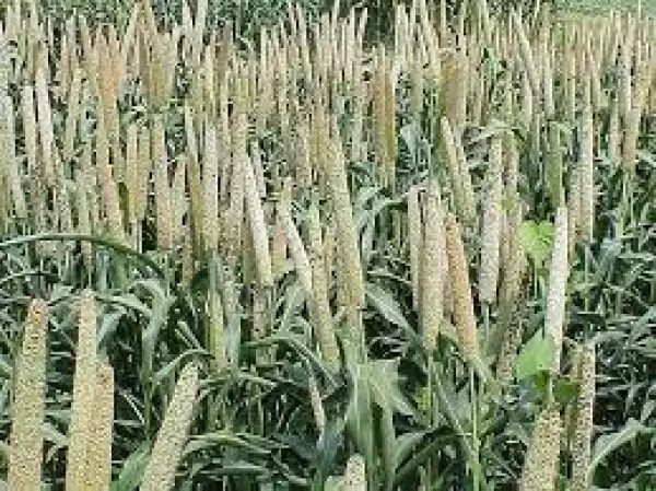 Group unveils iron-enriched millet, urges farmers to embrace variety