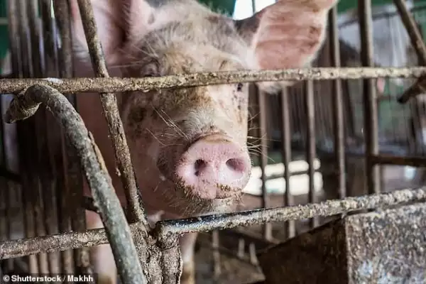 Chinese Scientists warn that pigs could be the source of next pandemic as strain of swine flu in China has potential to spread to humans