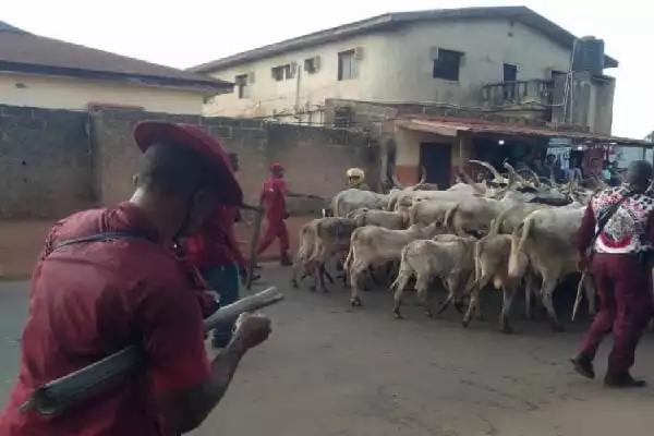 Anti-grazing Law: Nigerian Soldiers Beat Amotekun Operatives for Seizing Cows That Destroyed Farmlands in Ondo (Video)