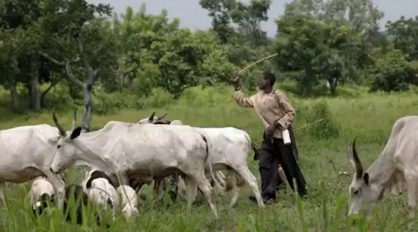Herdsmen Attack Farmers, Cart Away Food In Ondo