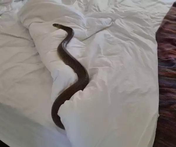 Woman Shocked To Find Deadly 6-foot Snake In Her Bed While Changing Bed Sheets
