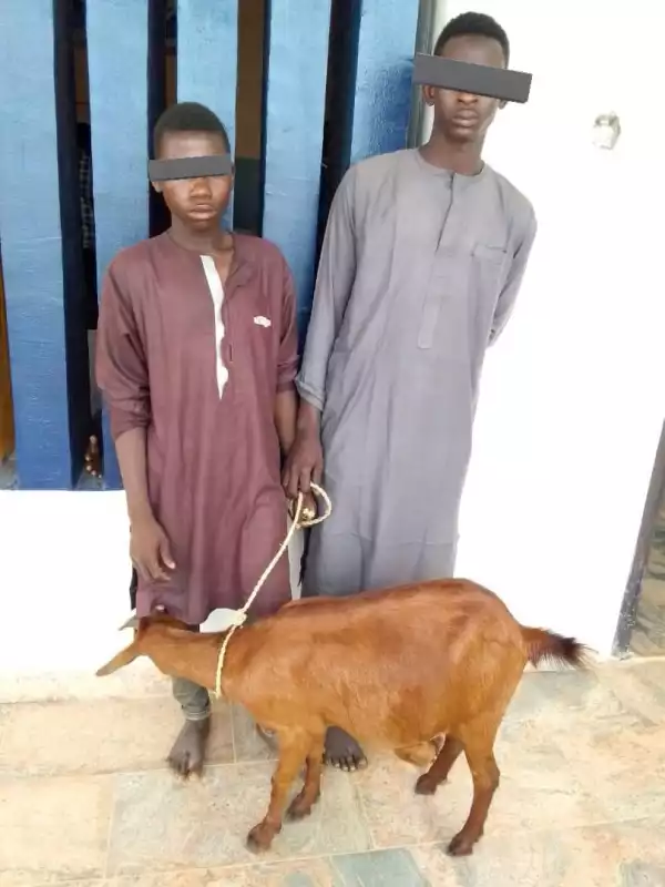 Photo Of Two Goat Thieves Who Were Nabbed In Jigawa