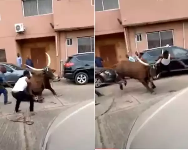 Man Escapes Close Call As Sallah Cow Goes Haywire (video)