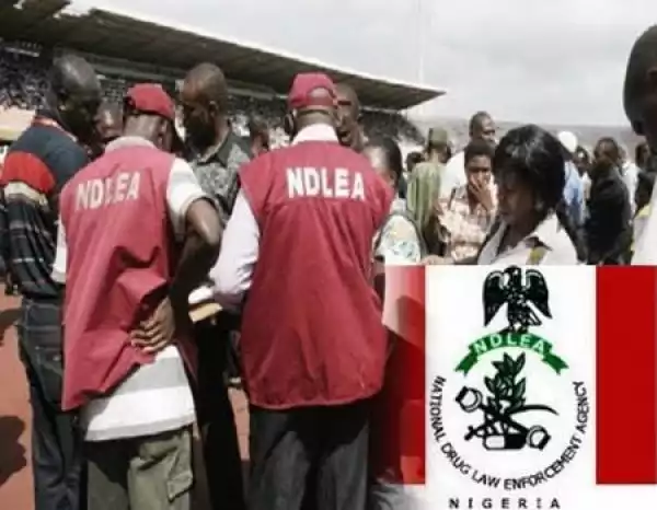 Borno Youths Drinking Fermented Urine, Lizard Dung to Get High - Says NDLEA
