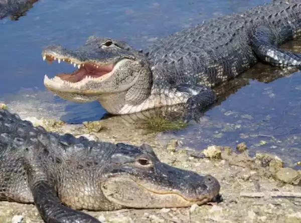 Woman Killed By Two Alligators After Falling Into A Pond