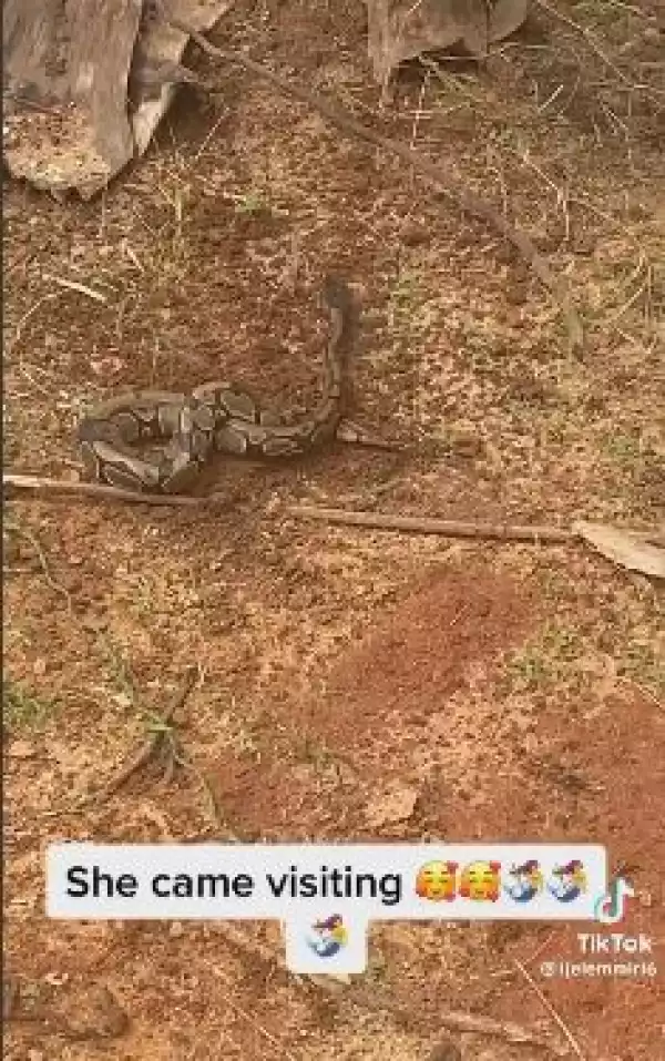 Traditionalist Refers To A Snake As Her 