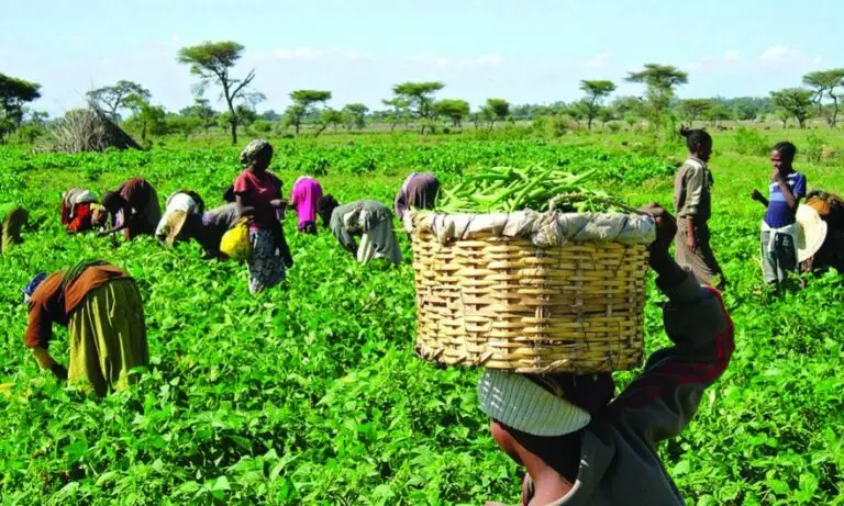 Farmers battle Ondo govt over eviction