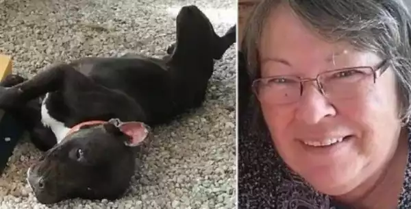 Grandmother Mauled To Death By Starving Pit Bull She Rescued