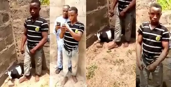 Unbelievable! Apprentice Caught Having S*x With Pregnant Goat In Ekiti (Video)
