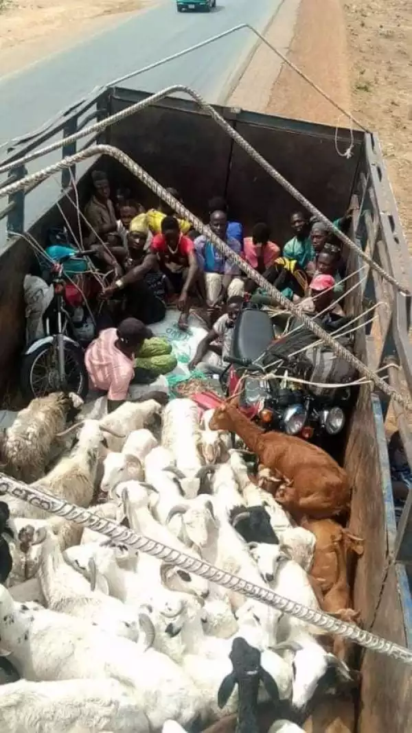 Passengers Hidden Among Rams Caught Sneaking Into Kaduna (Photos)