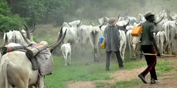 Revealed! Dangerous Killer-Herdsmen Now Operate From 30 Camps In Delta Forests