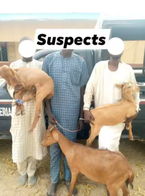 Three Suspected Goat Thieves Arrested In Jigawa
