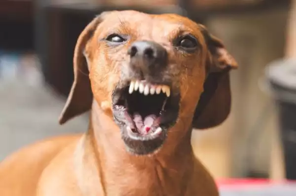 Dog Suddenly Attacks His Owner – What Do You Think Went Wrong? (Watch Video)