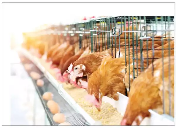 Farmers accuse middlemen of hiking poultry products prices