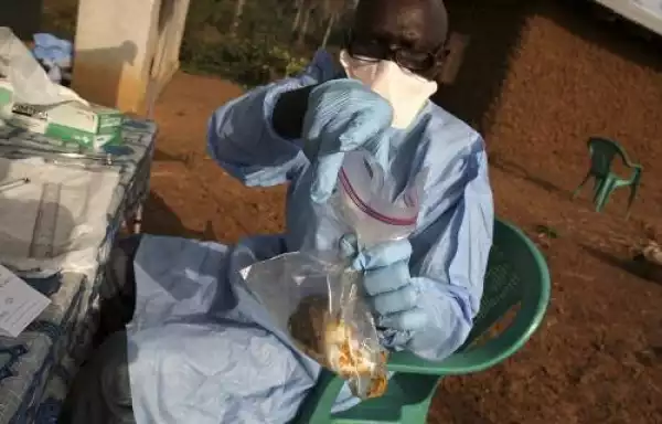 Lassa fever kills 19 in Bauchi