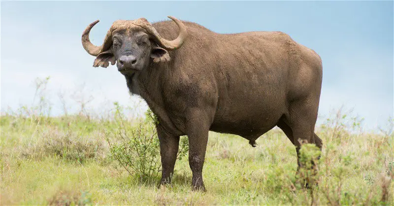 Buffaloes kill two in Botswana